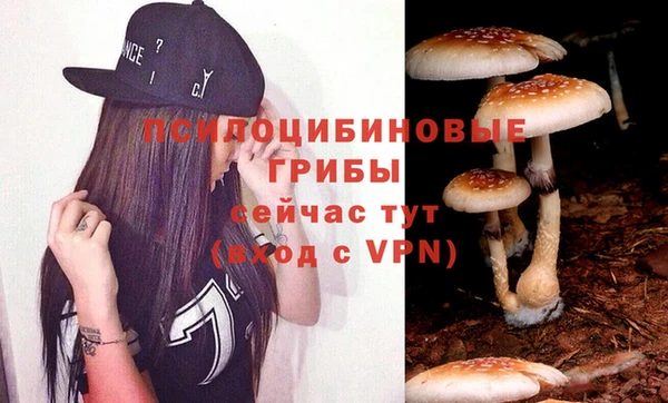 стаф Аркадак